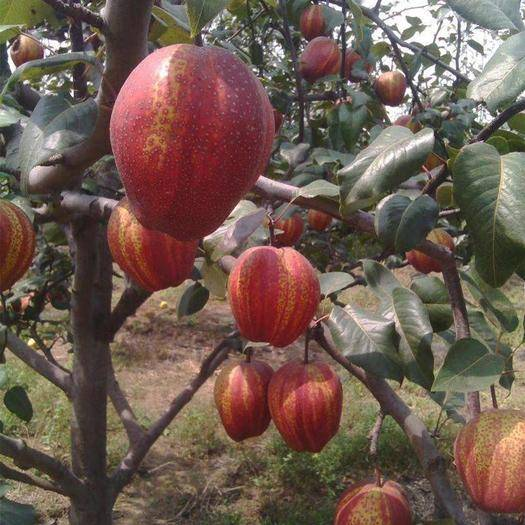 Pyrus pyrifolia 'Nijisseiki'🌈Rainbow Pear Seeds