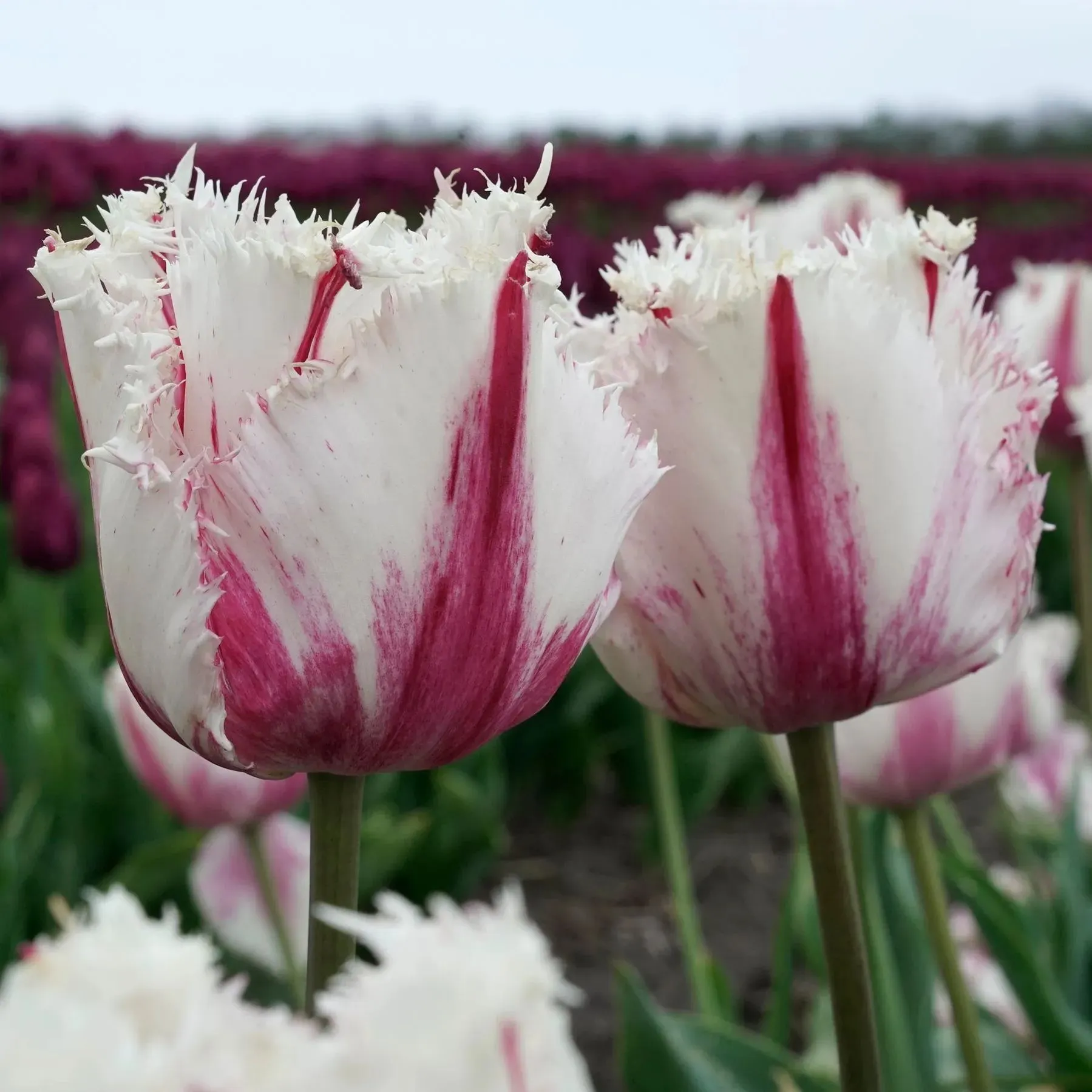 Coldplay Tulip Seeds