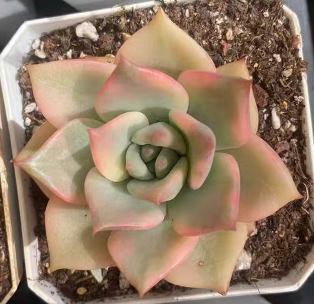 plant Aeonium Echeveria Haworthia  Caudex  Lithops Cactus  Agave 