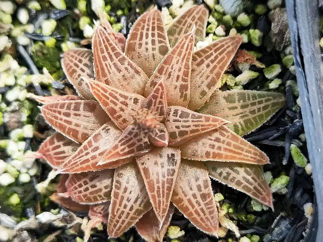 plant Aeonium Echeveria Haworthia  Caudex  Lithops Cactus  Agave 