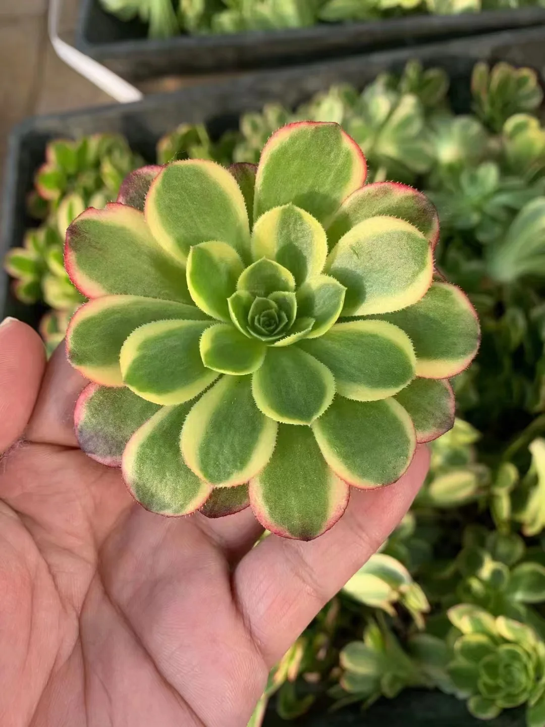 plant Aeonium Echeveria Haworthia  Caudex  Lithops Cactus  Agave 