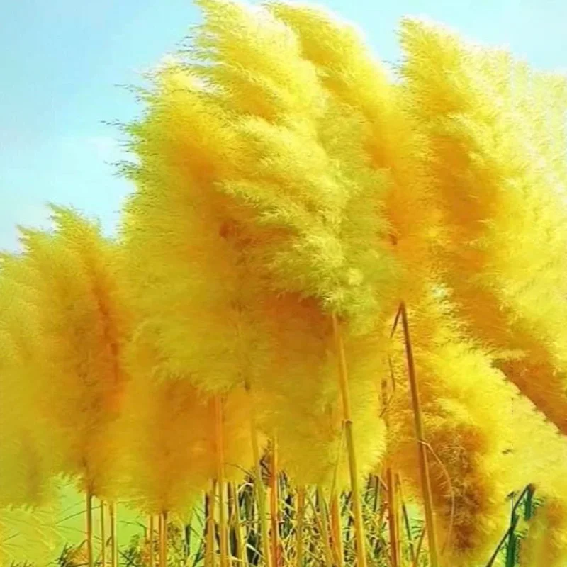 Pampas Grass Magic Garden Seeds