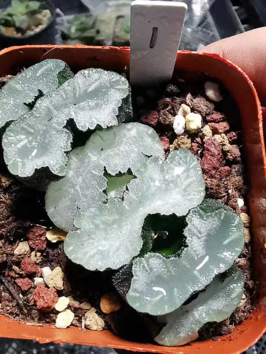 cy25.Haworthia truncata 'Mammoth 6-8cm/ Haworthia/ Succulent plants / Garden landscape / Carefully select healthy plants