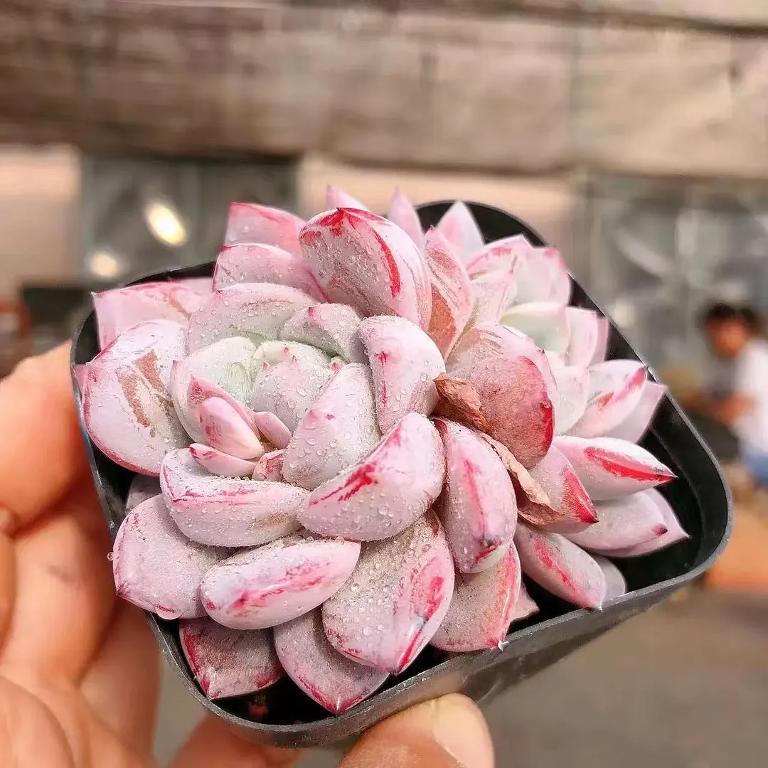 plant Aeonium Echeveria Haworthia  Caudex  Lithops Cactus  Agave 