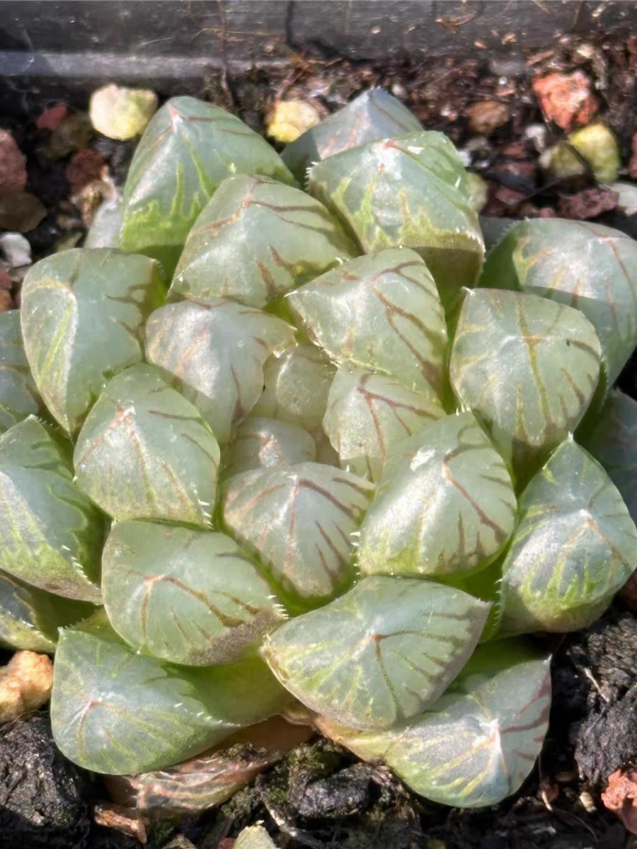 plant Aeonium Echeveria Haworthia  Caudex  Lithops Cactus  Agave 