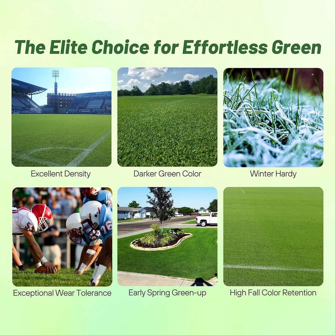 Monaco Bermuda Grass Seed