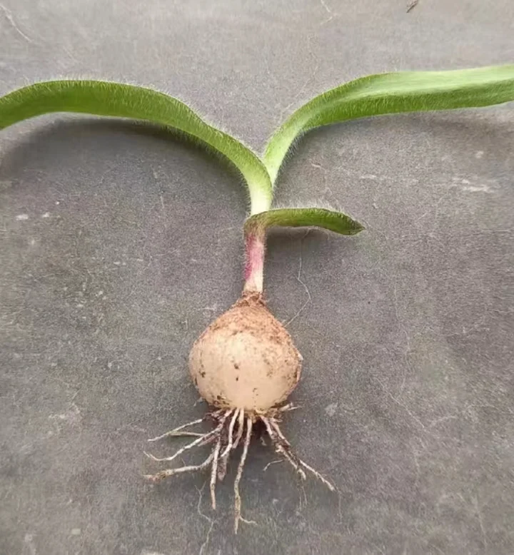 plant Aeonium Echeveria Haworthia  Caudex  Lithops Cactus  Agave 