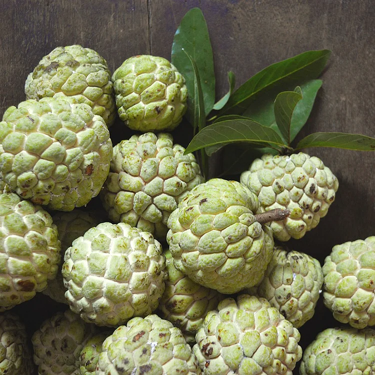 Annona squamosa-Custard Apple Seeds🌱