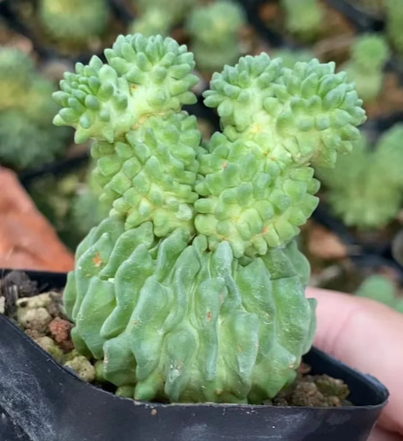 plant Aeonium Echeveria Haworthia  Caudex  Lithops Cactus  Agave 