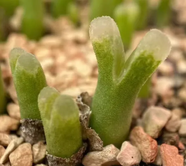 plant Aeonium Echeveria Haworthia  Caudex  Lithops Cactus  Agave 