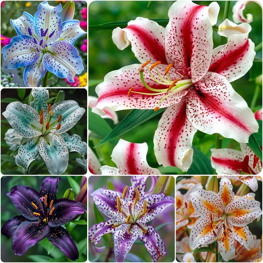 Golden Flame-🌸Rare Exquisite Lily Bulbs