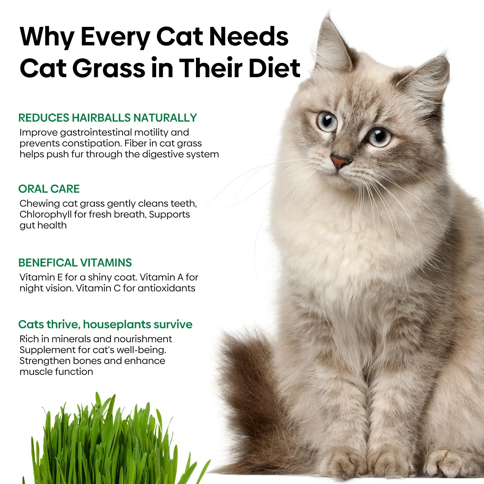 Grow Fresh Cat Grass Seeds at Home