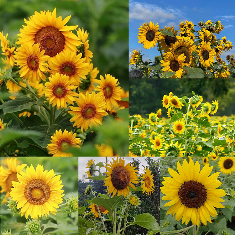 Multi-headed sunflower seeds