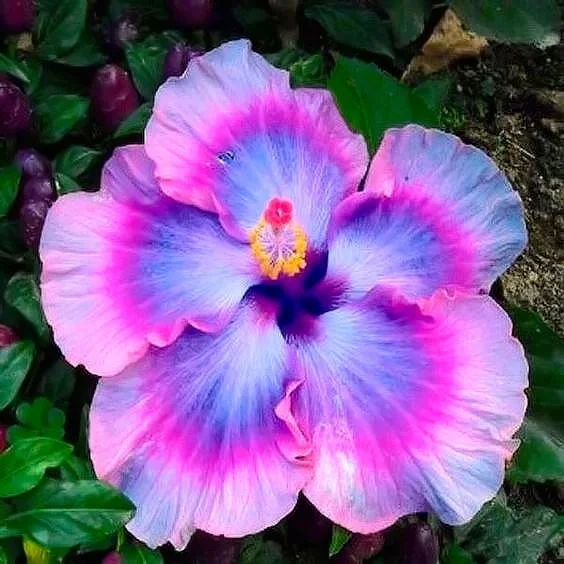 Rare Hibiscus macrophylla