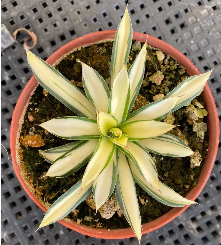 plant Aeonium Echeveria Haworthia  Caudex  Lithops Cactus  Agave 