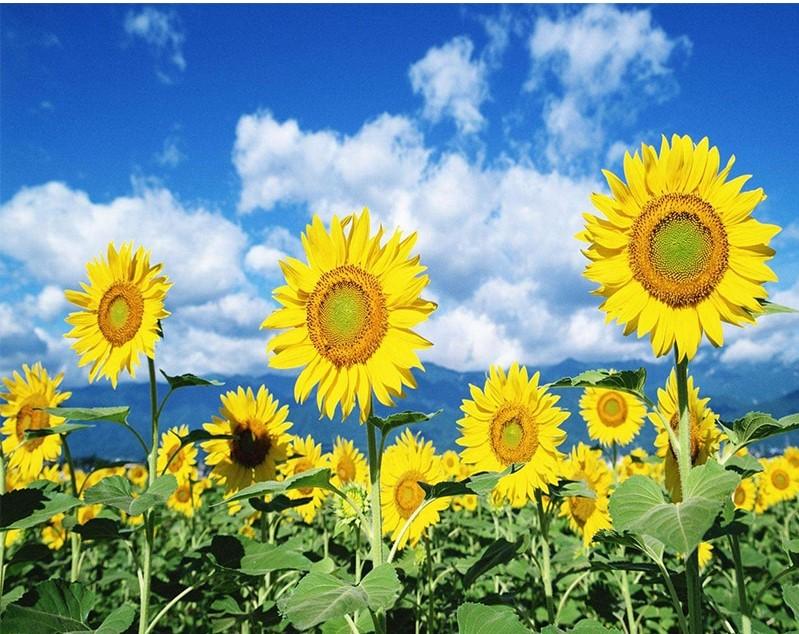 

Sky Sunflowers – Paint By Numbers - 40*50CM, 501 Original