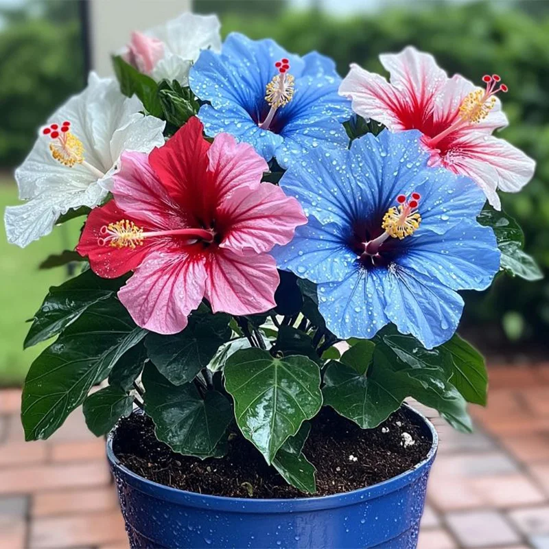 Hibiscus Bi-Color Plants - Patriotic Parade