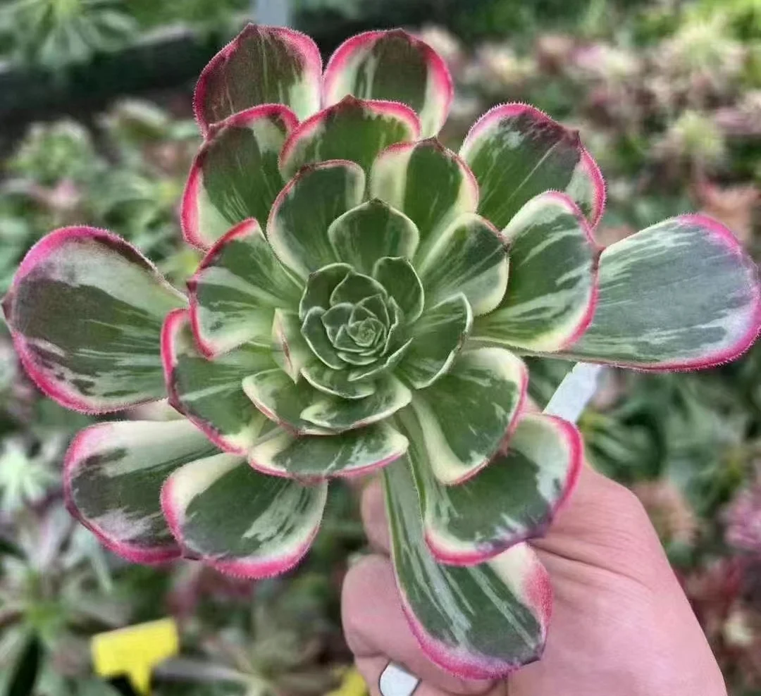 plant Aeonium Echeveria Haworthia  Caudex  Lithops Cactus  Agave 