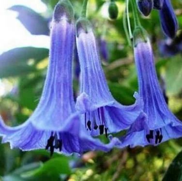 50pcs/Bag Datura Brugmansia Seeds Potted Bonsai Trumpets Angel Flower Seeds