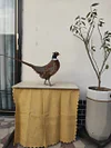 Real Taxidermy Pheasant Filler Specimen Teaching/Decoration