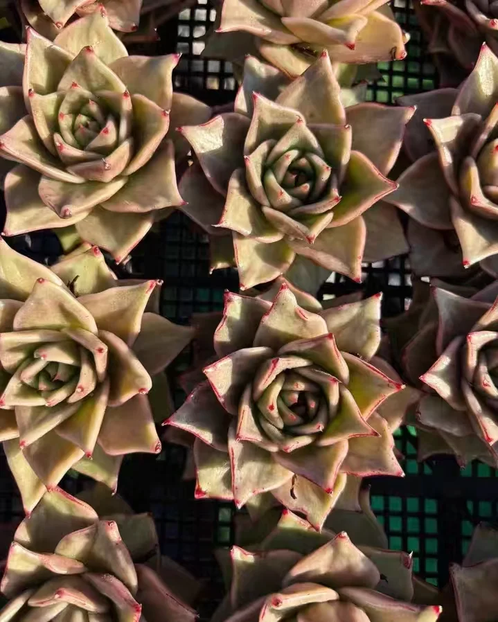 plant Aeonium Echeveria Haworthia  Caudex  Lithops Cactus  Agave 