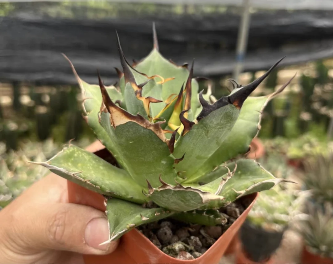 plant Aeonium Echeveria Haworthia  Caudex  Lithops Cactus  Agave 