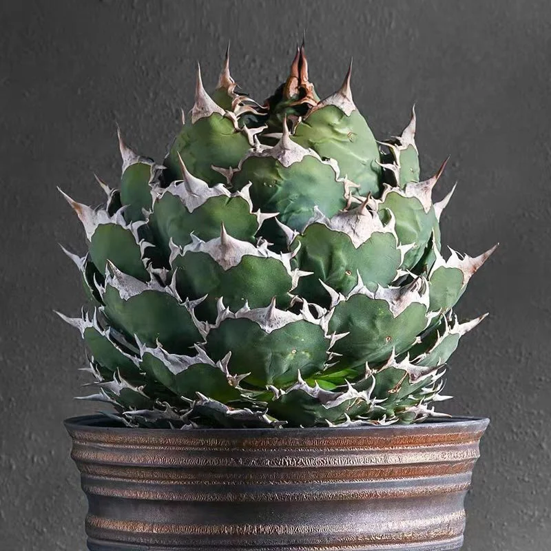 zwyw14.Agave titanota FO076 10-12cm/Agave plants / Succulent plants / Garden landscape / Carefully select healthy plants