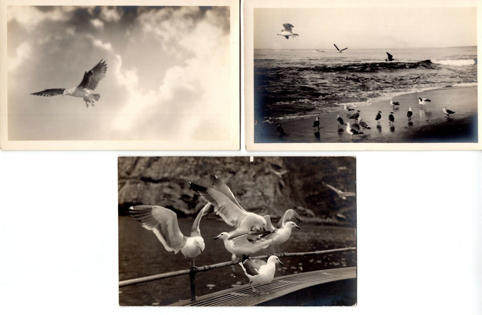 Seagulls on Shore Seaside Coast Lot of 3 Real Photo Poster painting RPPC Postcard