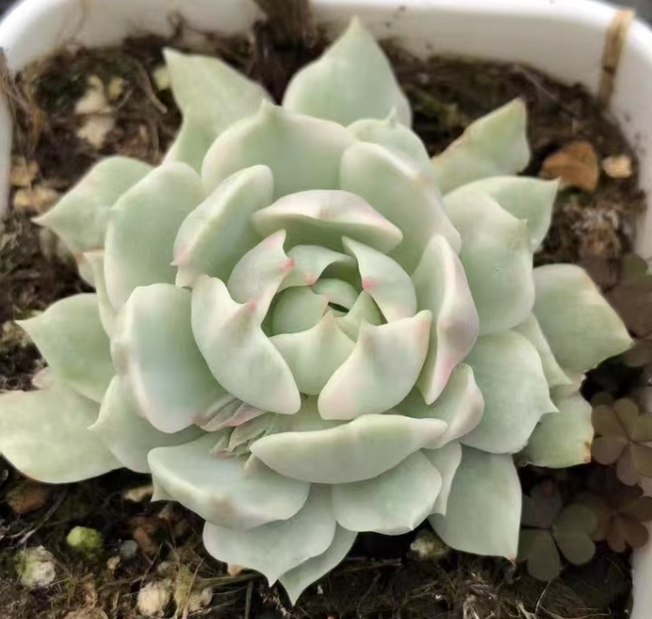 plant Aeonium Echeveria Haworthia  Caudex  Lithops Cactus  Agave 