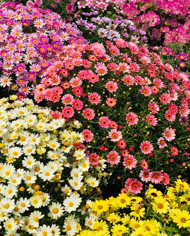🌼Pest Killer: Pyrethrum Daisy Seeds