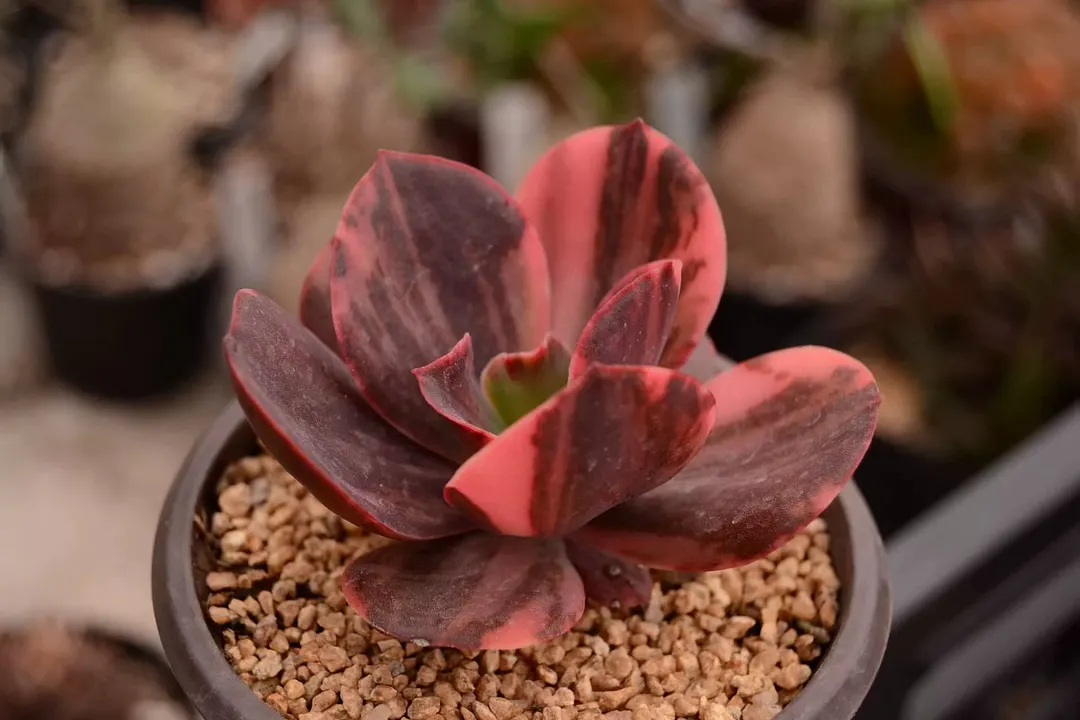 plant Aeonium Echeveria Haworthia  Caudex  Lithops Cactus  Agave 