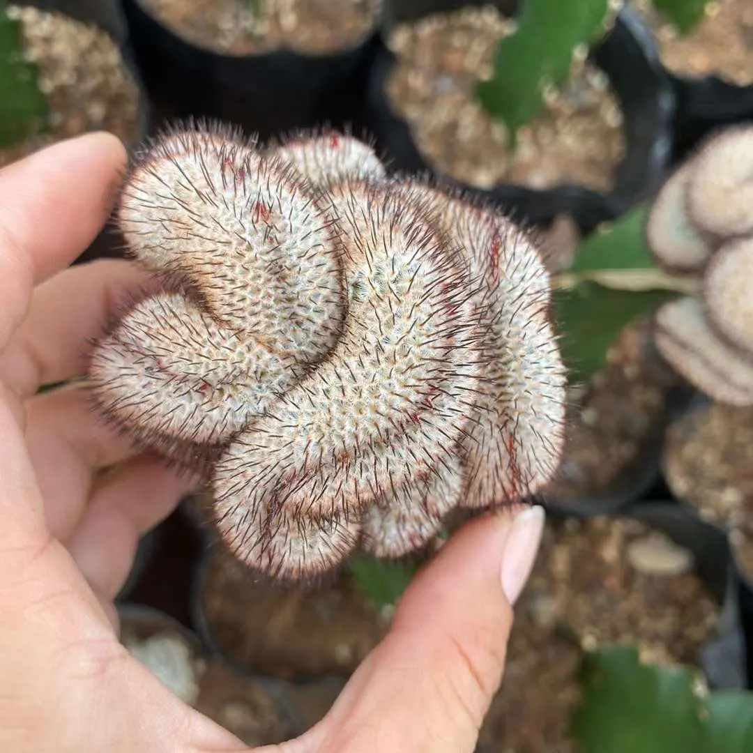plant Aeonium Echeveria Haworthia  Caudex  Lithops Cactus  Agave 