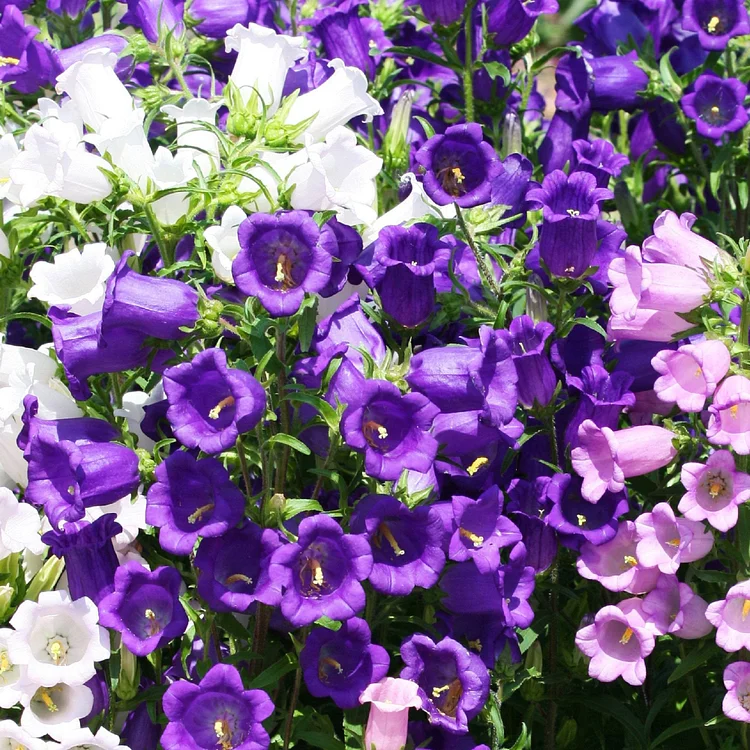 50Pcs Canterbury Bells Seeds, Calycanthema