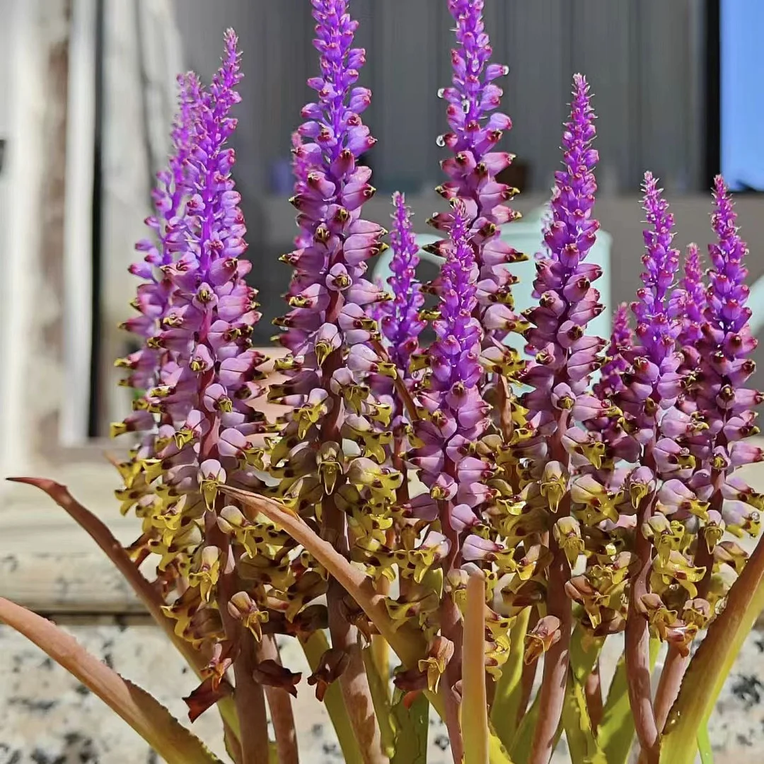 1095. Lachenalia mutabilis  0.5-1cm / Caudex /  Succulent plants / Garden landscape / Carefully select healthy plants
