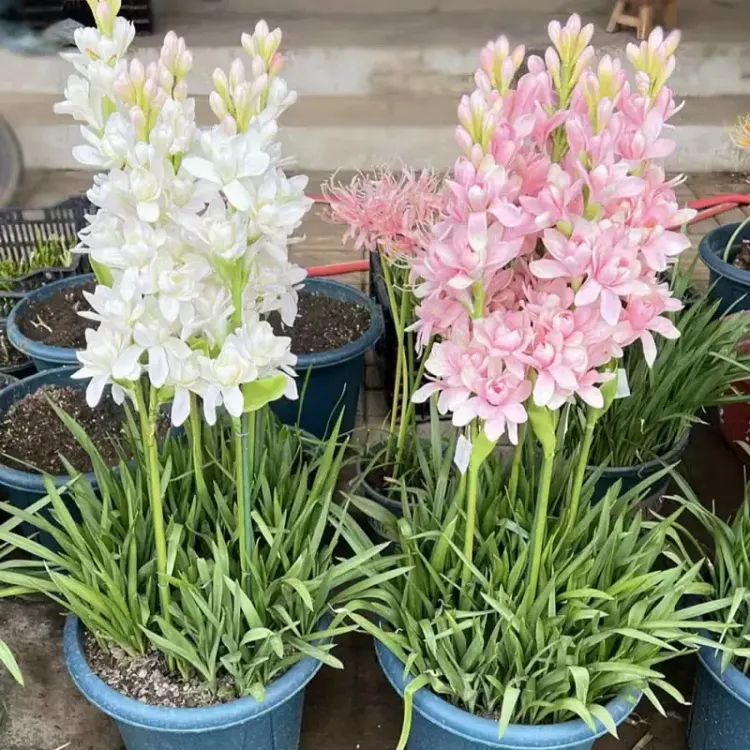 Tuberose Bulbs (Polianthes Tuberosa) – Fragrant Night-Blooming Flowers, 5-10 Bulbs Pack, Ideal For Gardens & Cut Flower Arrangements