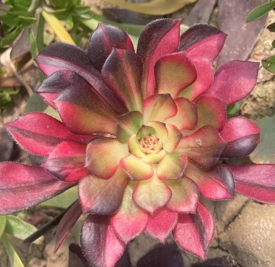 plant Aeonium Echeveria Haworthia  Caudex  Lithops Cactus  Agave 