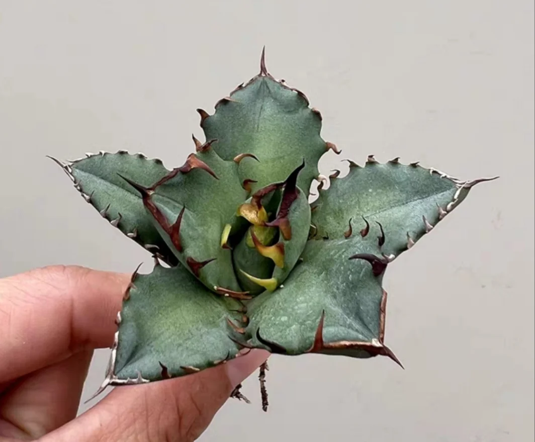 plant Aeonium Echeveria Haworthia  Caudex  Lithops Cactus  Agave 