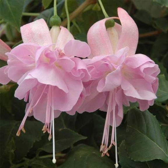 Hanging Bell Begonia Flower Seeds-Various colors available
