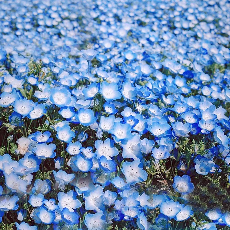 🔥Last Day Sale - 60% OFF💐 Baby Blue eyes Seeds ⚡Buy 2 Get Free Shipping