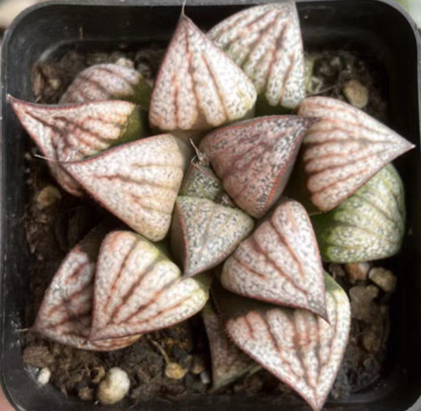 bjbm15.Haworthia Hana Aloi  4-5cm / Haworthia/ Succulent plants / Garden landscape / Carefully select healthy plants