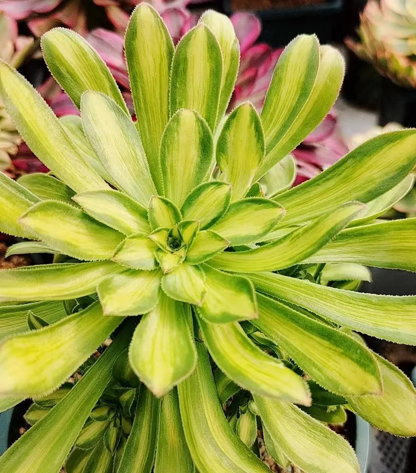 plant Aeonium Echeveria Haworthia  Caudex  Lithops Cactus  Agave 