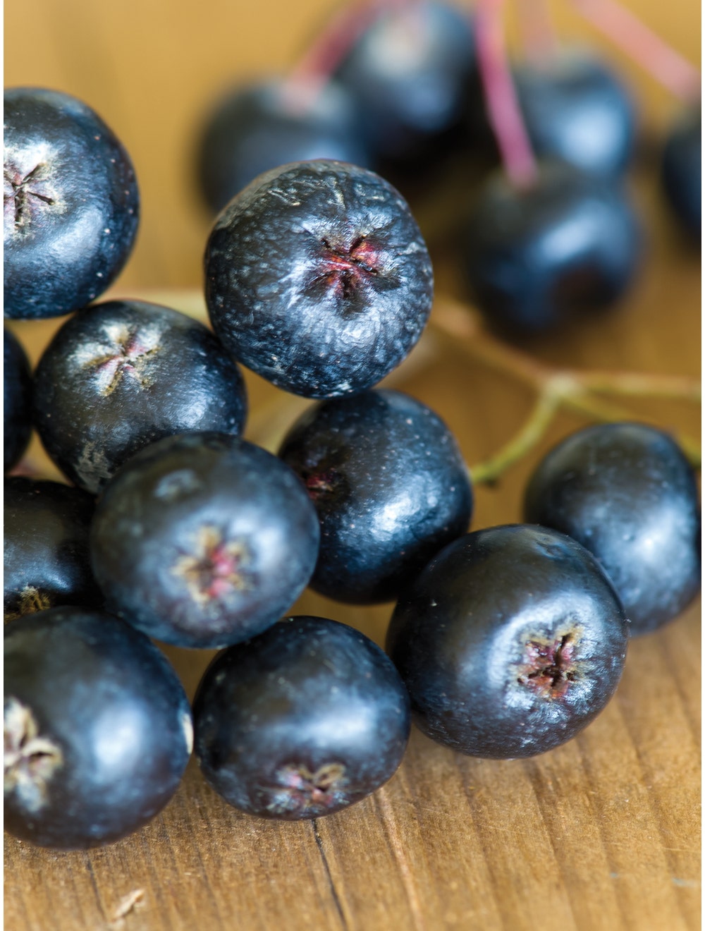 Aronia melanocarpa, Viking