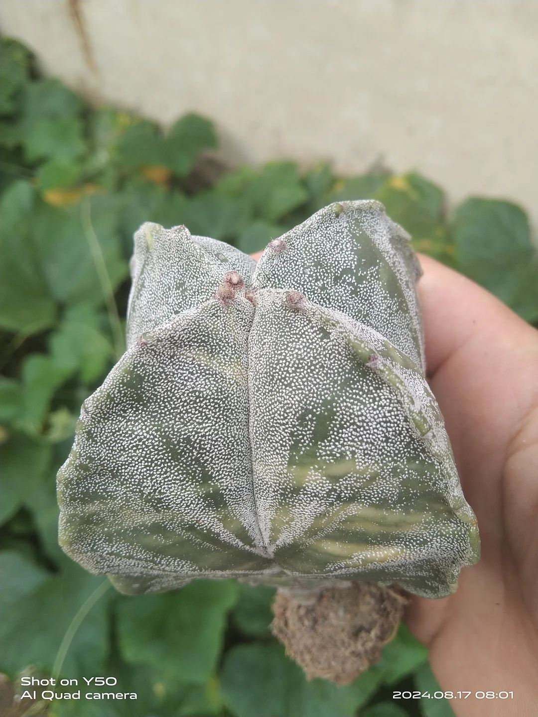 onestock.Astrophytum myriostigma Lem variegated 6cm /Cactus plants / Succulent plants / Garden landscape / Carefully select healthy plants