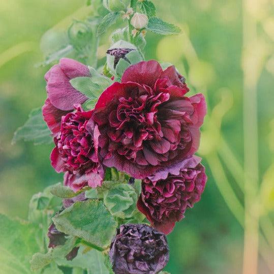 Hollyhock Chater's Maroon Flower | X 30 Seeds