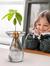 Avocado Seed Starter Vase Transparent Glass Avocado Tree Flower Vase for Balcony
