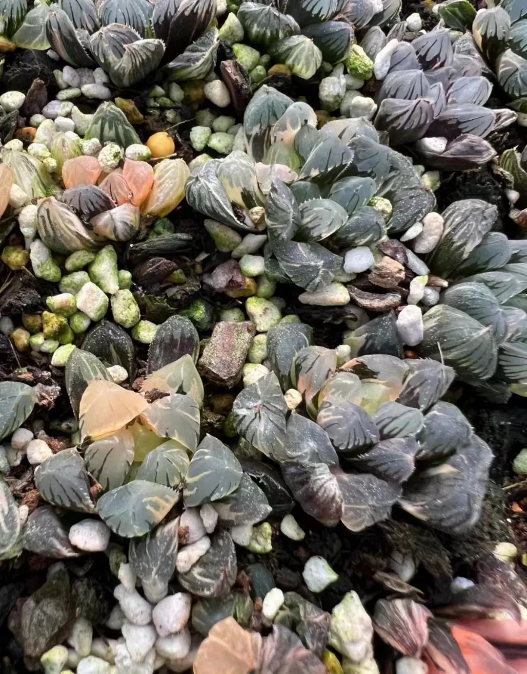 plant Aeonium Echeveria Haworthia  Caudex  Lithops Cactus  Agave 