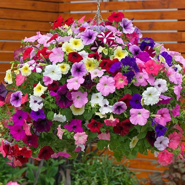 Morning Glory - Hanging Petunia Seeds Mixed Color