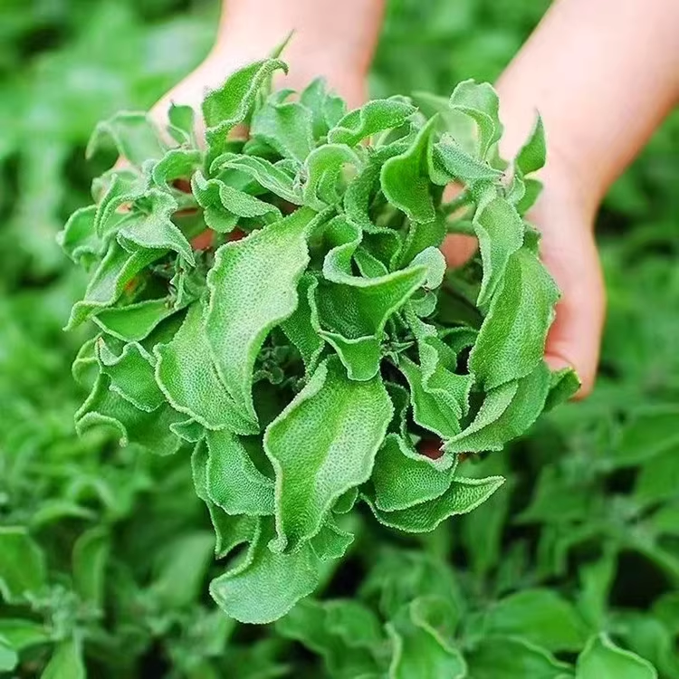 Crystal Ice Plant Seeds