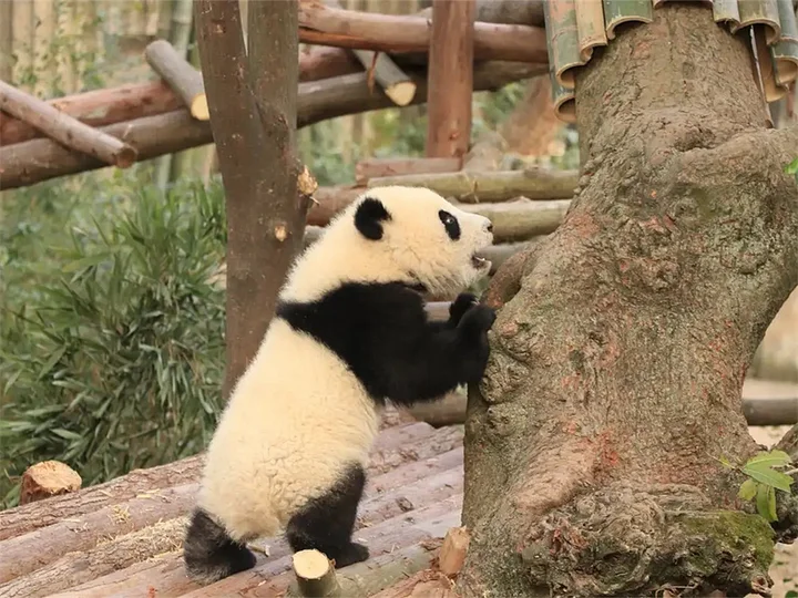 1-Day Tour Chengdu Panda Base & Traditional Chinese Medicine Experience