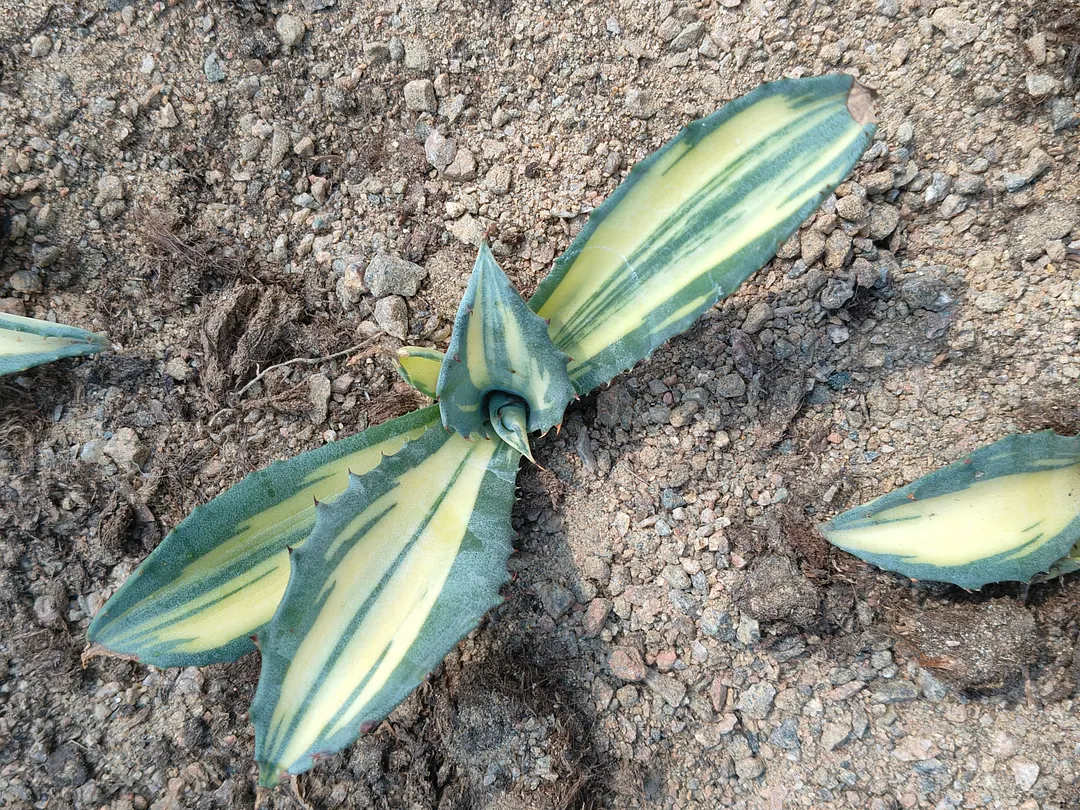 plant Aeonium Echeveria Haworthia  Caudex  Lithops Cactus  Agave 
